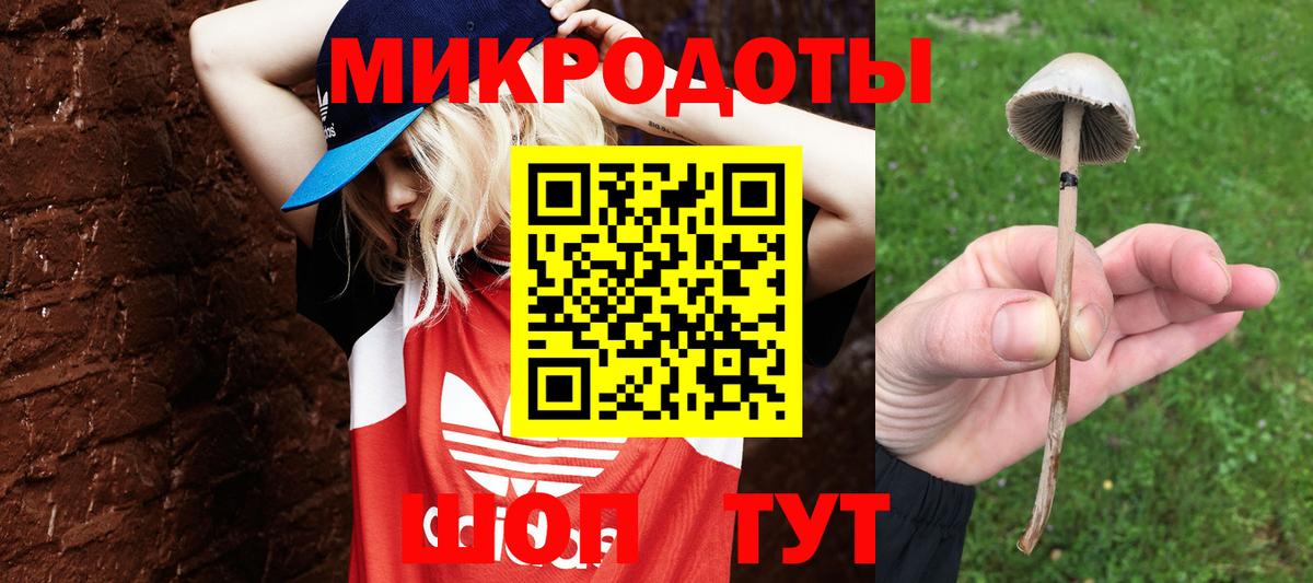 Псилоцибиновые грибы Psilocybe Старый Оскол